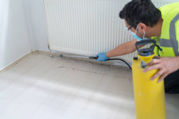 Best Mosquito Control Services  in Black Forest, CO