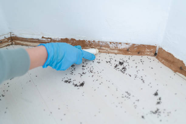 Best Termite Control Services  in Black Forest, CO